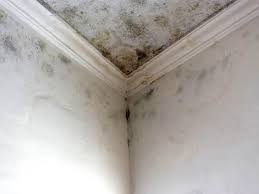 Best Residential Mold Inspection & Testing  in Ash Grove, MO