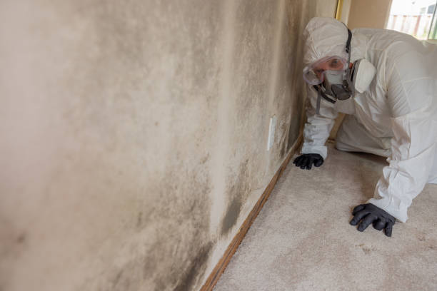 Best Mold Documentation for Insurance Claims  in Ash Grove, MO